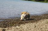 CORGI PEMBROKE 748